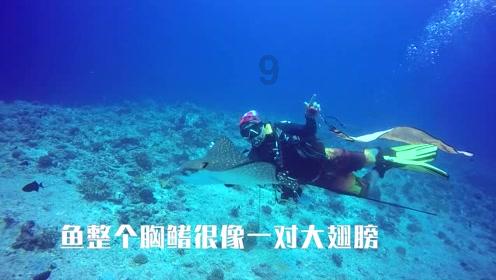 道奇蝰蛇找不同